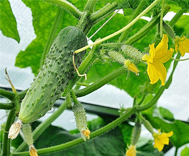 Characteristics of Berendey cucumbers