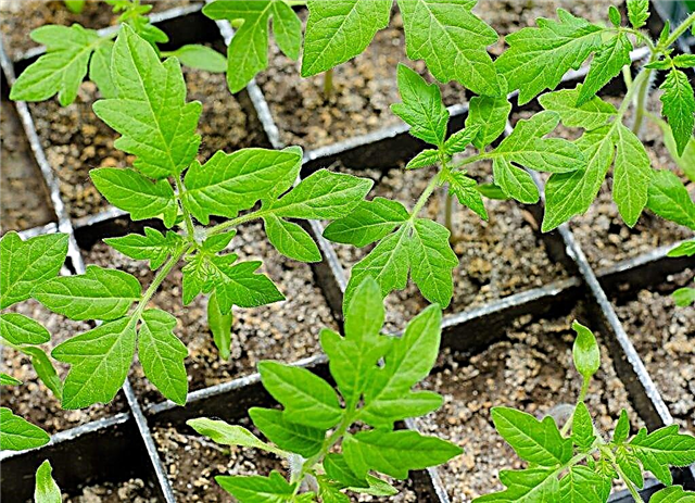 Pflanzung von Tomatensämlingen nach dem Mondkalender für 2018