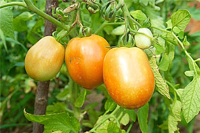 Opis pomidora Orange Miracle