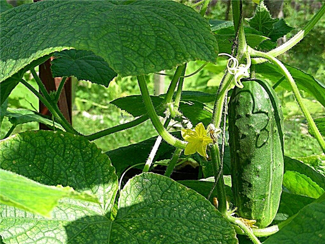 Characteristics of the variety of cucumbers Metelitsa