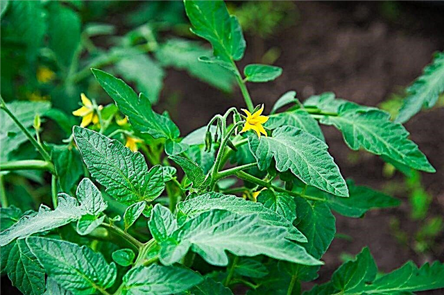 Rules for processing tomato seedlings