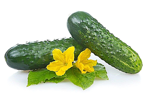 Description of the Monisia cucumber variety