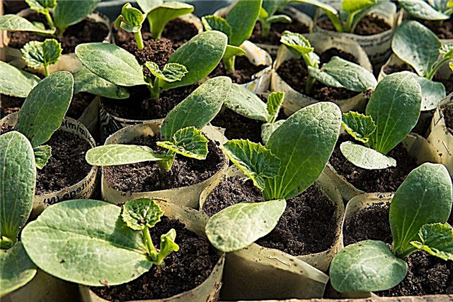 Het principe van het kweken van komkommers in de Oeral