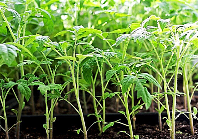 What to do with overgrown tomato seedlings