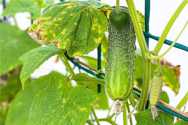 How to deal with yellowing of cucumber leaves in a greenhouse