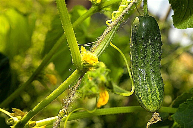 Description of the best varieties of cucumbers for the Urals
