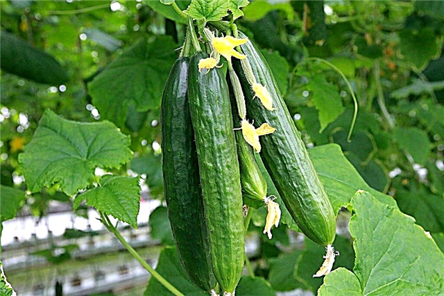 List of the best cucumber varieties for different areas