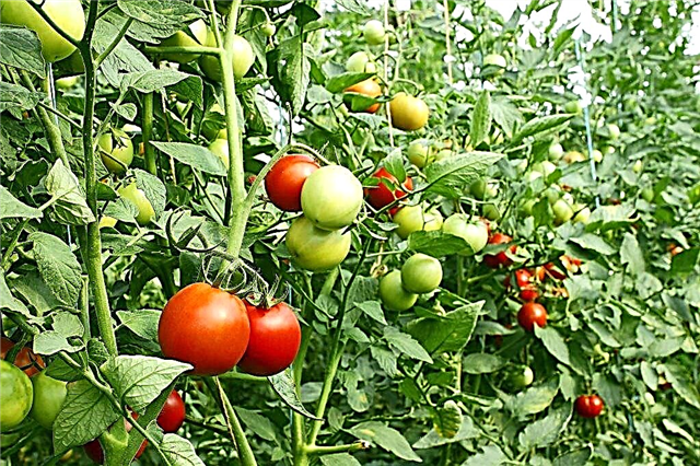 مراحل تكوين الطماطم