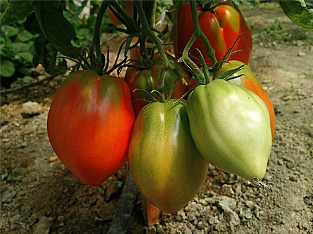 Características de una variedad de tomate Eagle Heart