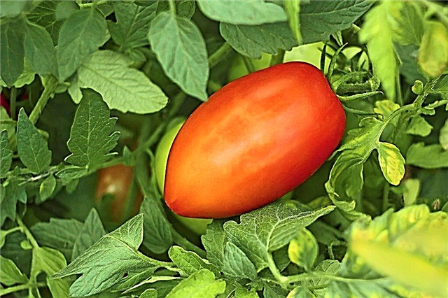 Caractéristiques de la variété de tomate Poivron géant