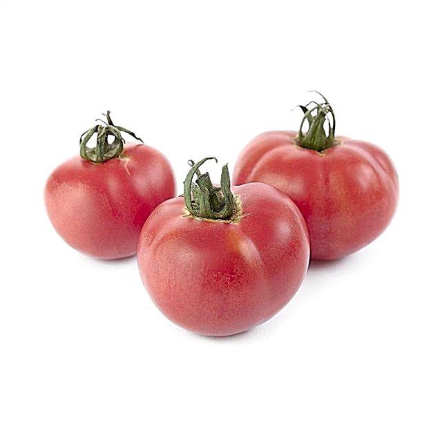 Características da variedade de tomates Milagre rosa