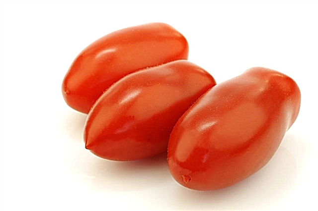 Charakteristika odrůdy rajčat Torquay