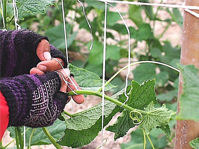 How to tie cucumbers correctly