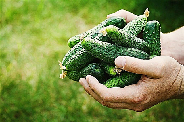 Characteristics of the variety of cucumbers Crumb F1