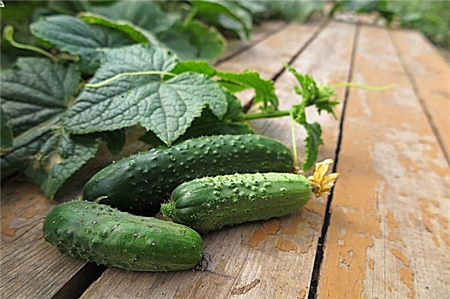 Cucumber variety Lyutoyar