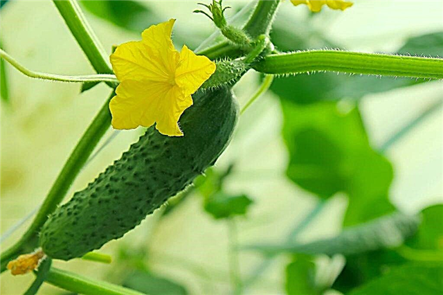 Growing early cucumbers in a greenhouse