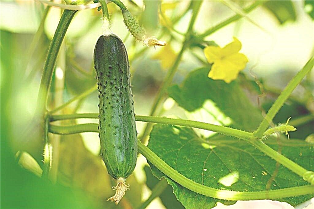 Kenmerken van de Vyatsky-komkommersoort