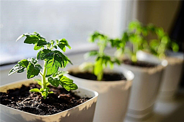 Quando e como plantar adequadamente tomates para mudas na Sibéria