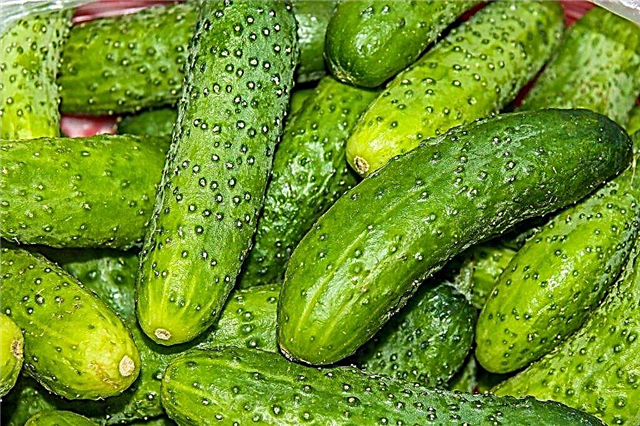 Characteristics of the Mamluk f1 cucumber variety