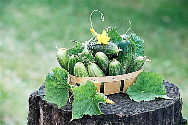 The best varieties of cucumbers with the letter M