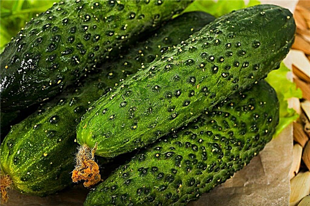 Characteristics of Athos cucumbers