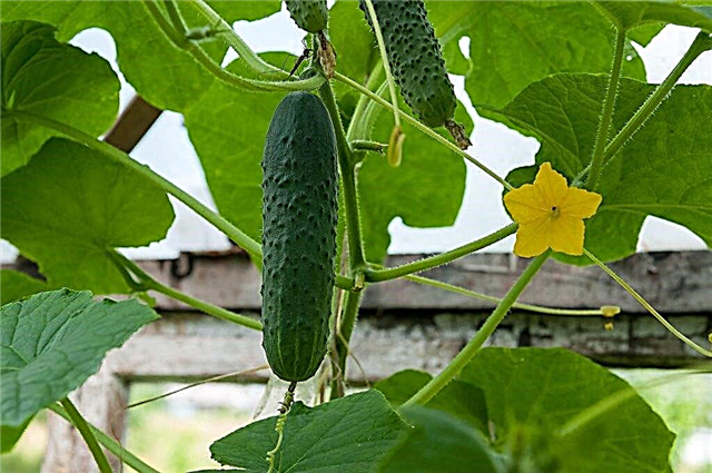 Characteristics of Monastyrsky cucumbers