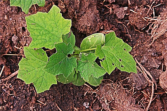 When to plant cucumbers for seedlings