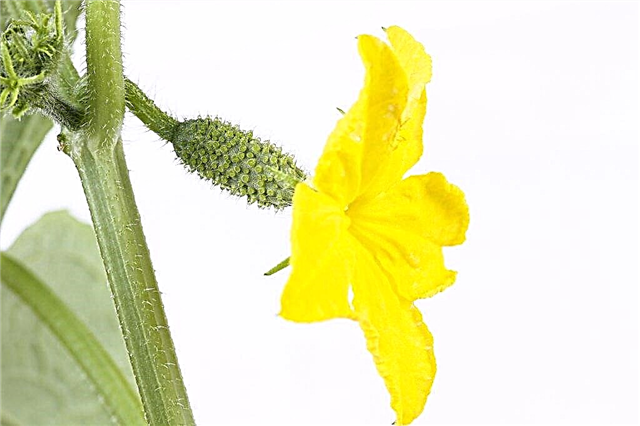 Beskrivelse av blomstring av kvinnelige og hannlige agurker