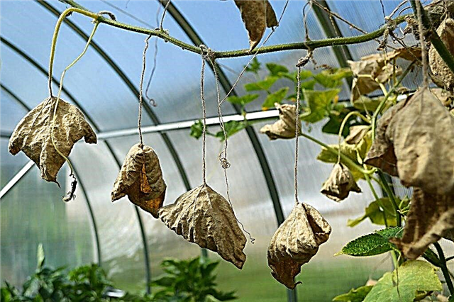 Les raisons du flétrissement du fouet dans les concombres de brousse