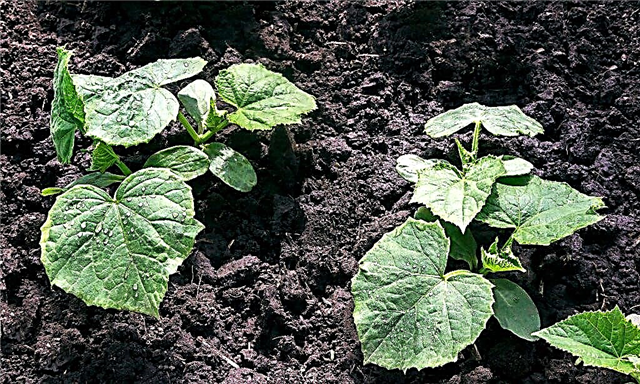 Regels voor het planten van komkommers in de volle grond