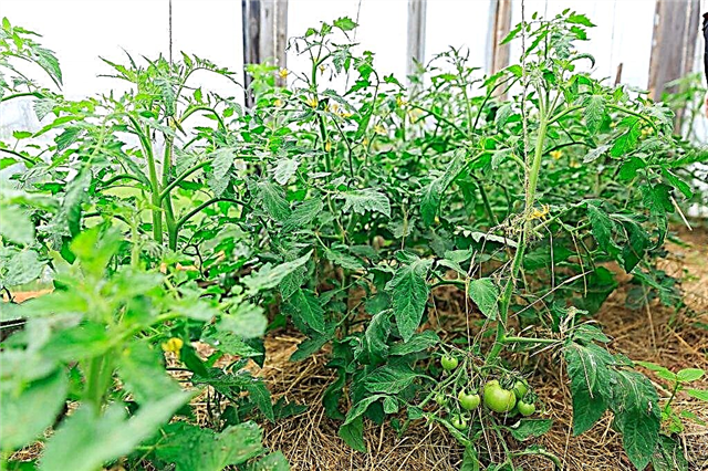 Видове хранене на домати с народни средства