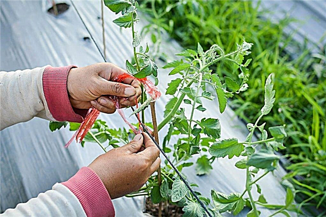Rules for tying tomatoes in greenhouses