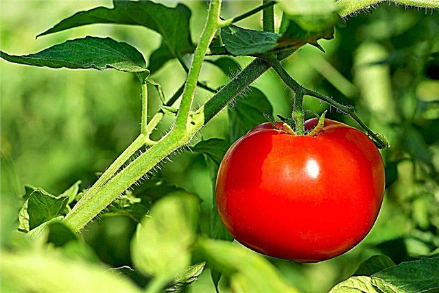 Characteristics of Tarpan tomatoes