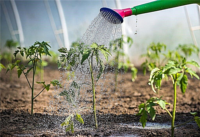 Peraturan penyiraman untuk anak benih tomato