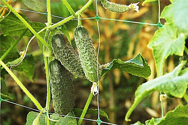 Characteristics of the Claudine cucumber variety