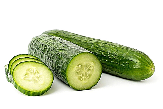 Characteristics of the Emelya cucumber variety