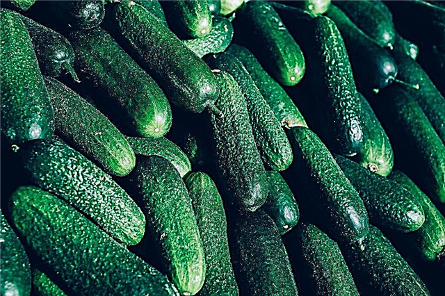 Characteristics of the Ginga cucumber variety