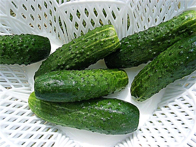 Characteristics of the variety of cucumbers The Little Humpbacked Horse
