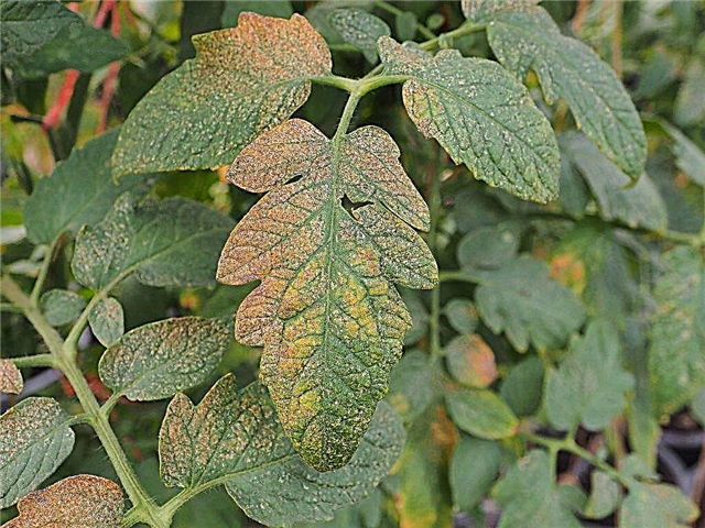 Causes du flétrissement des feuilles chez les plants de tomates