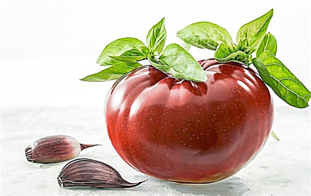 Karakteristik tomat dari varietas Chocolate Miracle