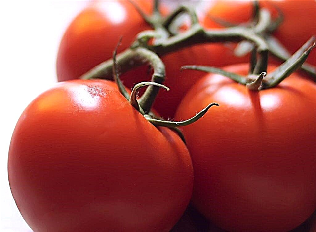 Características de los tomates Chudo Rynok