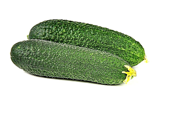 Characteristics of Pogrebok cucumbers