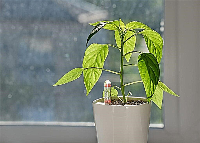 We grow pepper Spark on the windowsill