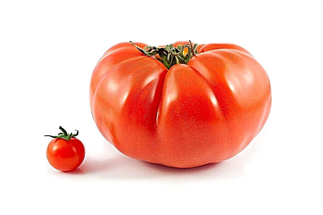 خصائص صنف الطماطم الأورال جيجانت