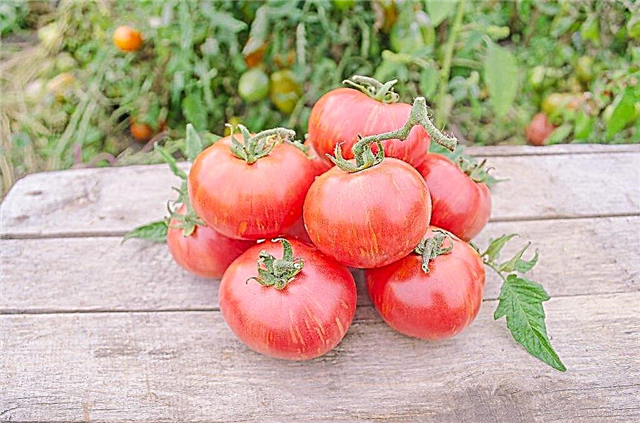 Kenmerken van de variëteit tomaten Tais