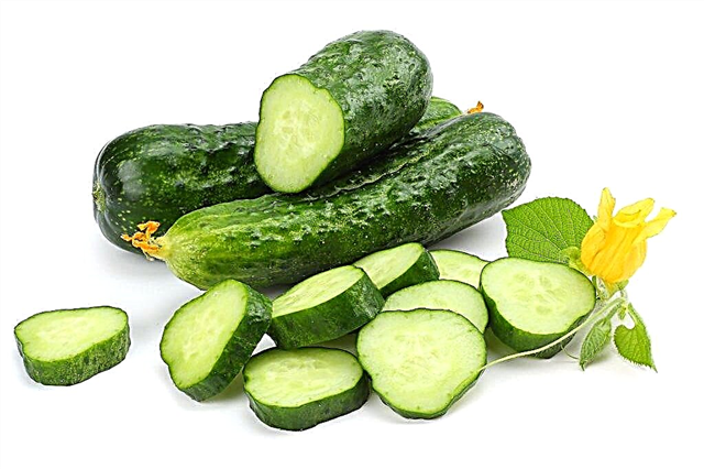 Description of the Miranda cucumber variety