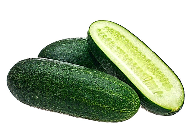 Characteristics of Lukhovitsky cucumbers