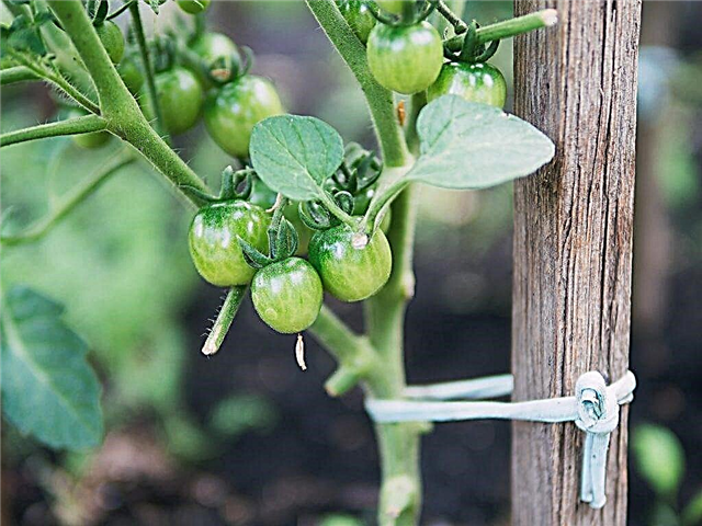 Rules for tying tomatoes