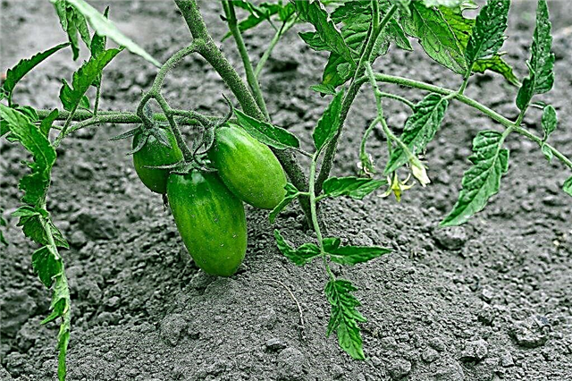 Pourquoi les plants de tomates enroulent les feuilles