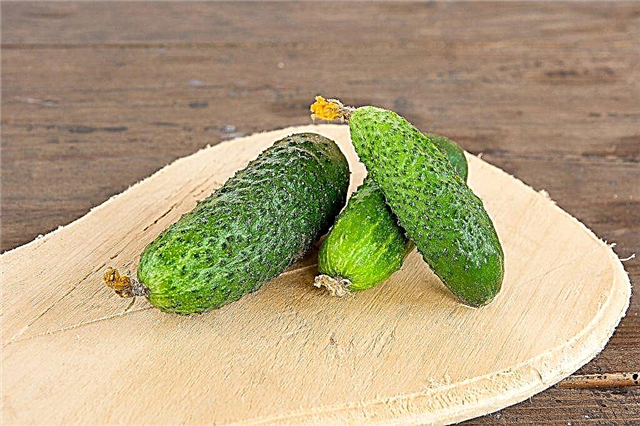 Characteristics of cucumbers variety Derevenskiy Razol